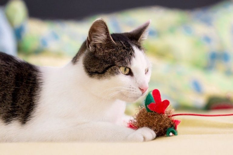 O que é o catnip? Descubra os benefícios para o seu gato