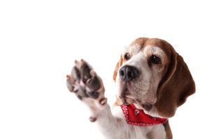 Descubra a melhor forma de cuidar das almofadas do seu cão