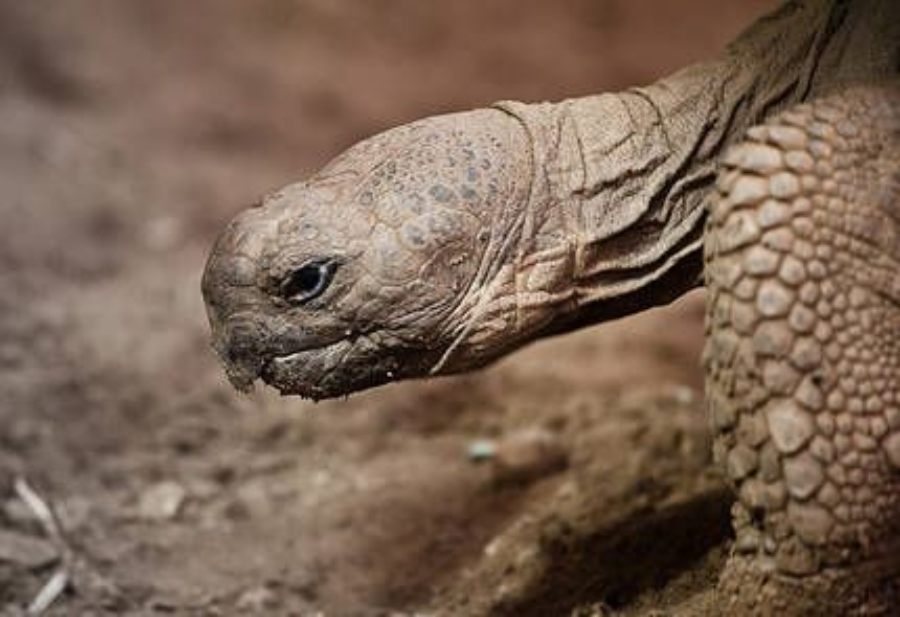 Tartaruga-das-galápagos