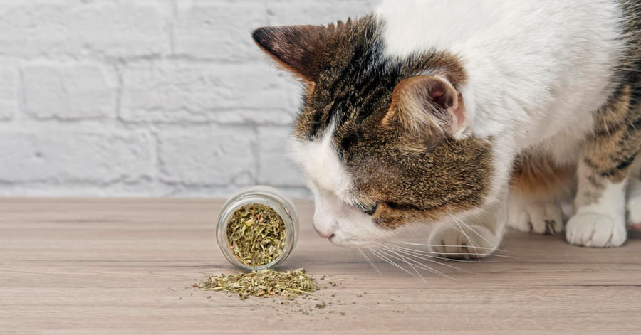 Benefícios da erva-dos-gatos. Para que é utilizada?