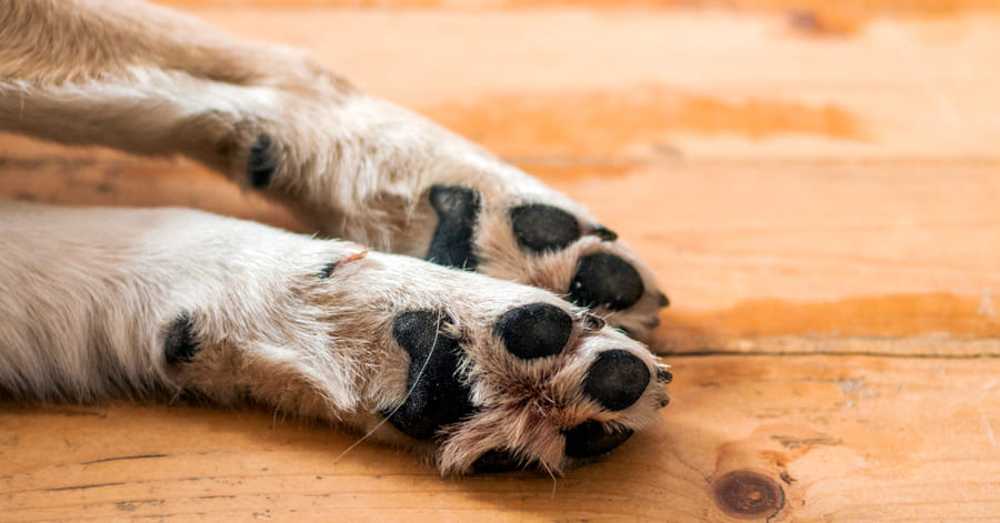 Como cuidar ou curar as almofadas de um cão
