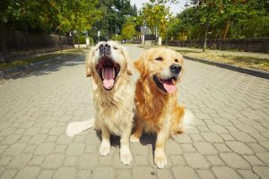 Raça Golden Retriever: cuidados e características