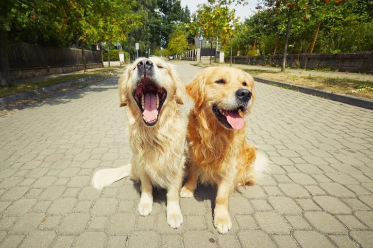 Raça Golden Retriever: cuidados e características