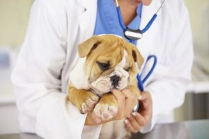 Como escolher o melhor veterinário para o meu animal de estimação