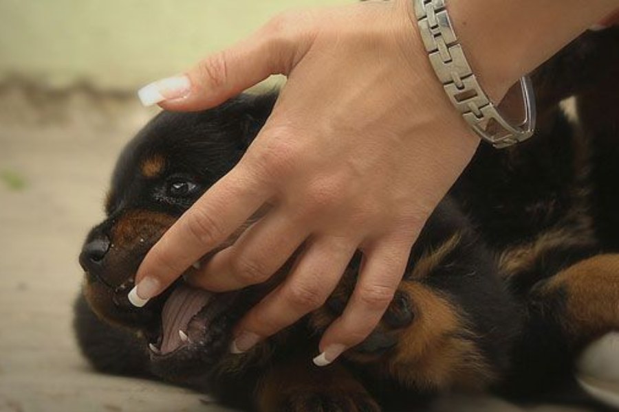 Conselhos para evitar riscos com os cães