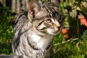 Gatos domésticos e os dias de calor