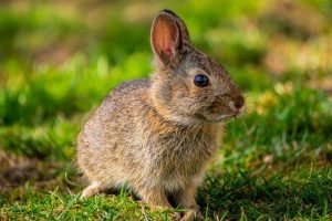 Os coelhos e o verão. Como protegê-los do calor