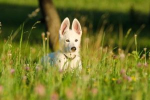 Os melhores desparasitantes para cachorros