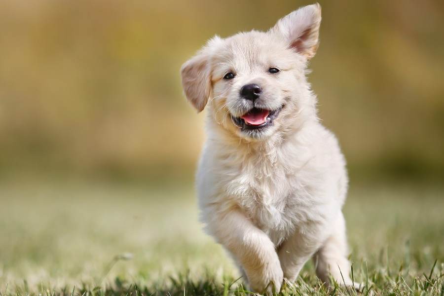 Os melhores produtos para o teu cachorro