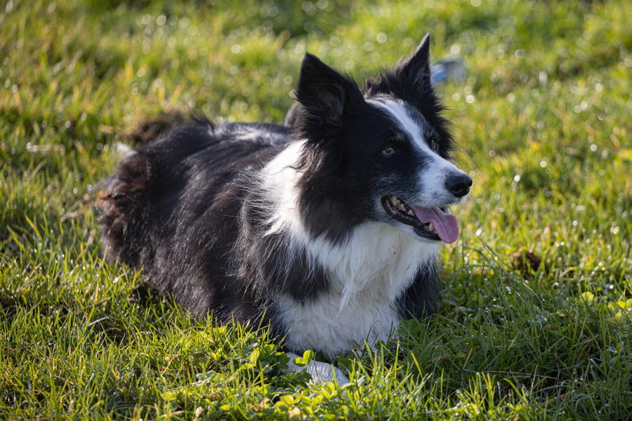 Border collie: cuidados e características