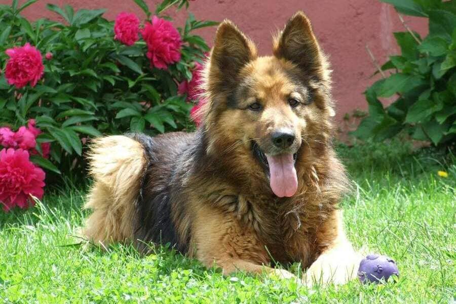 raça do cão pastor alemão