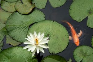 Conselhos para cuidar o teu lago de jardim com regularidade