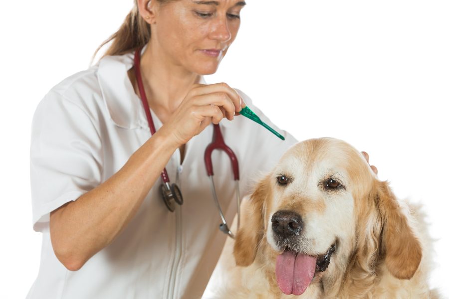 Guia para a desparasitação correta de um cão adulto