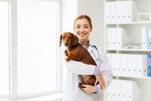 Guloseimas para cães recomendadas por veterinários
