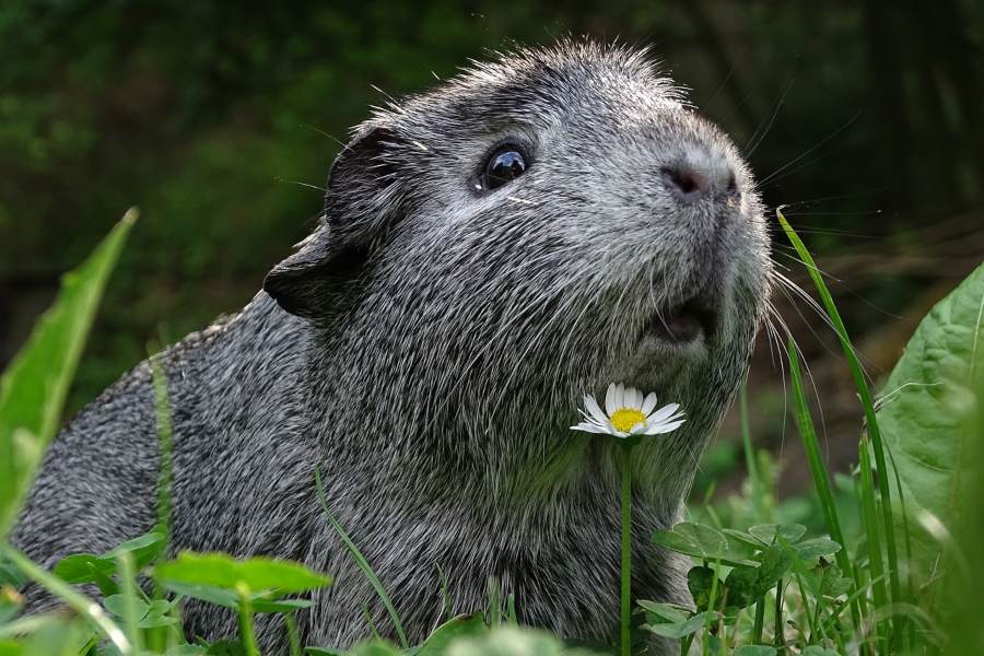 Parasitas externos dos coelhos e cobaias