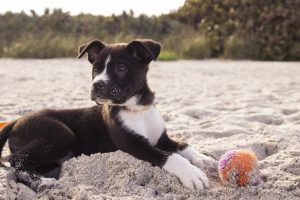 conselhos importantes para ir à praia com o seu cão