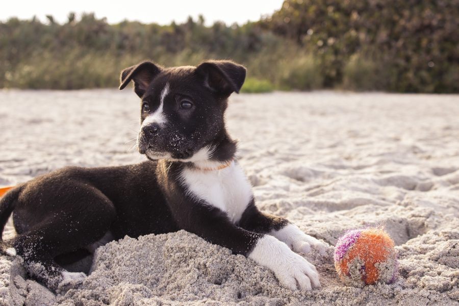 conselhos importantes para ir à praia com o seu cão