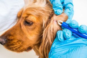 Saiba a forma correcta de remover as carraças do seu cão