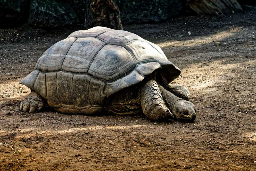 as-tartarugas-devem-hibernar