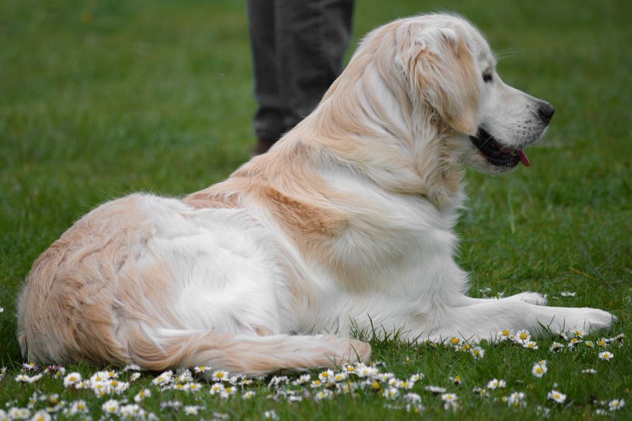 como-manter-a-pelagem-do-golden-retriever