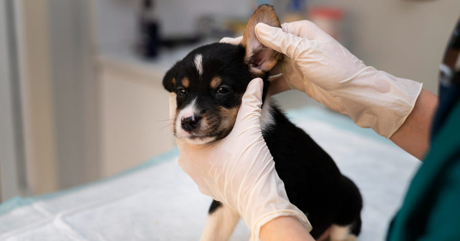 Saiba como remover as carraças do seu cão