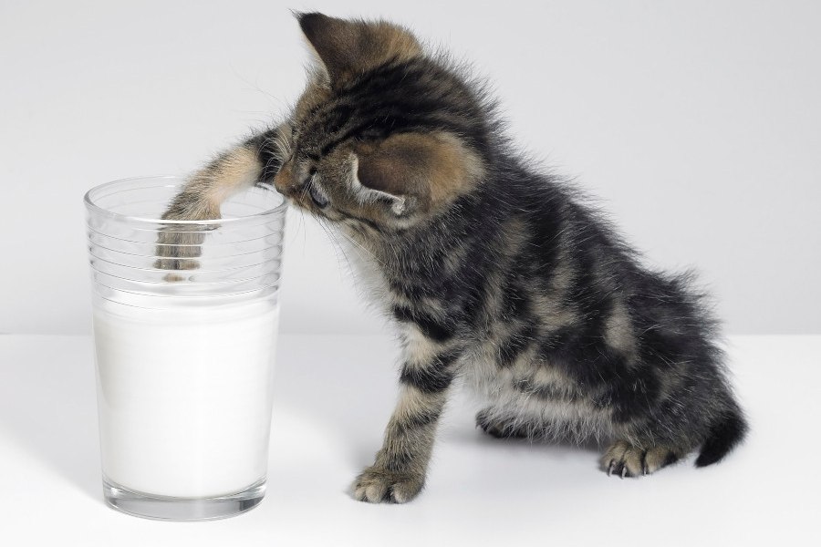 o-leite-e-bom-para-os-gatos