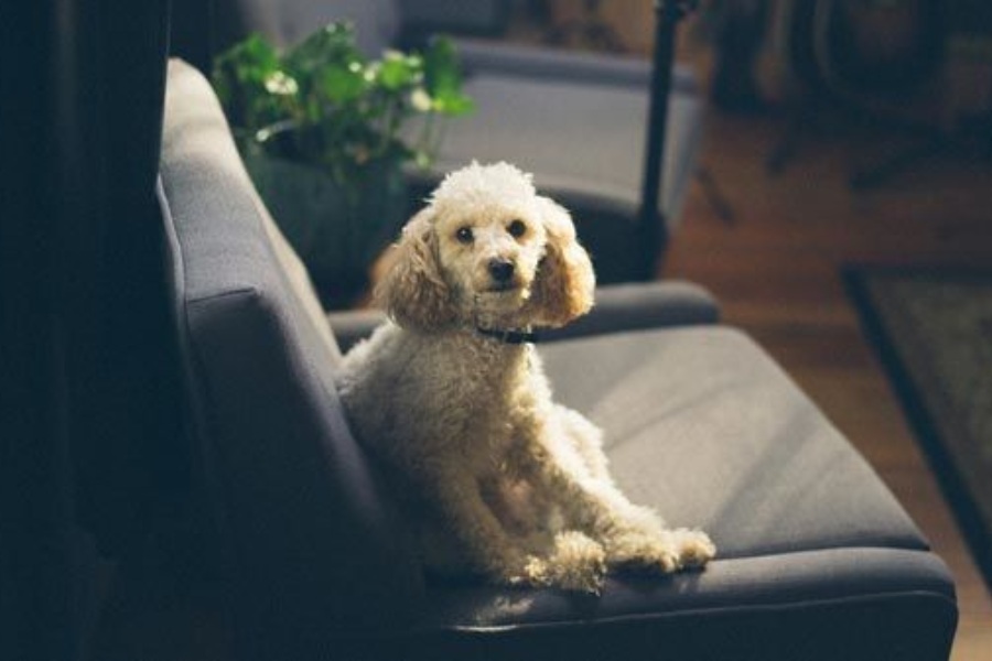 Como melhorar a chamada do teu cão (1)