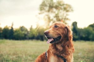 Como tirar as pulgas de um cão