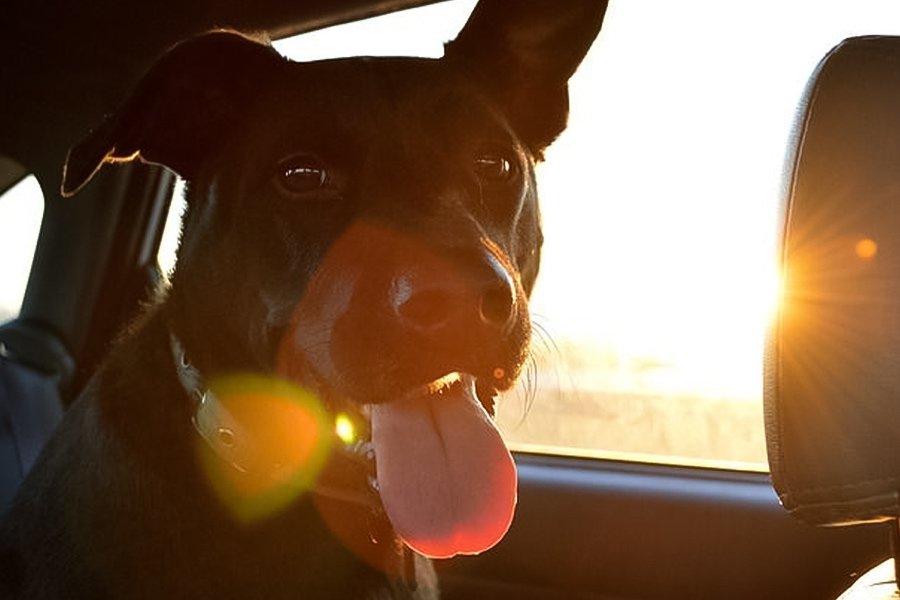 Ensine o seu cão a utilizar a transportadora