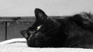 Como escolher a areia certa para o seu gato