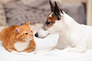 Qual é o melhor antiparasitário para cães e gatos