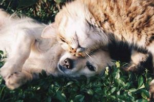 Qual é o melhor desparasitante para cães e gatos