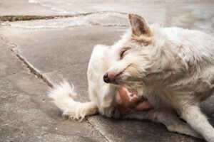 Doenças transmitidas aos cães pelas carraças