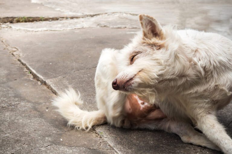 Doenças transmitidas aos cães pelas carraças