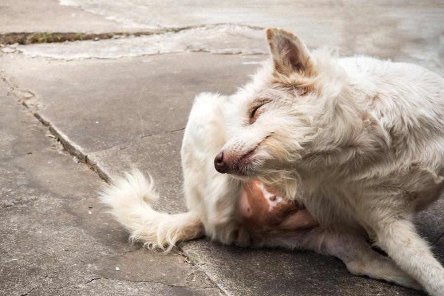 Doenças transmitidas aos cães pelas carraças