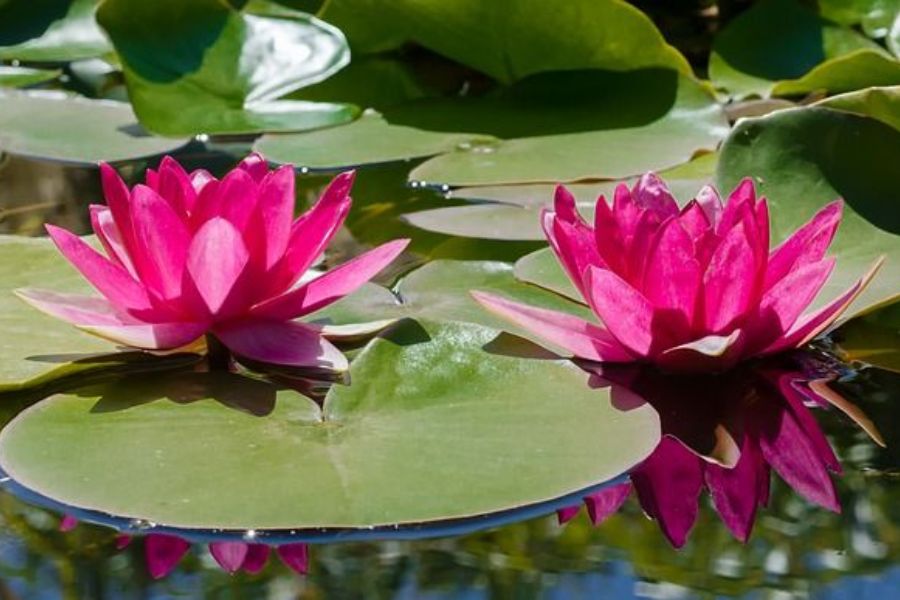 A colocação das plantas no tanque