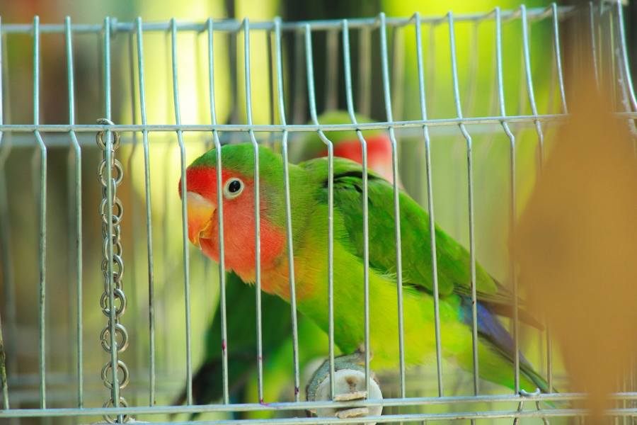 Como preparar uma gaiola para aves bem equipada