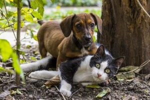 Educação e comportamento de um cachorro ou um gatinho
