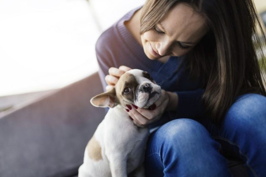 Leptospirose canina_ sintomas e tratamento