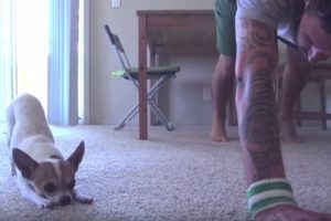 chihuahua que pratica yoga com o seu dono