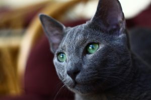 Gato-azul-russo-Conselhos-cuidados-e-características