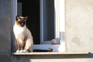 Os gatos e as janelas