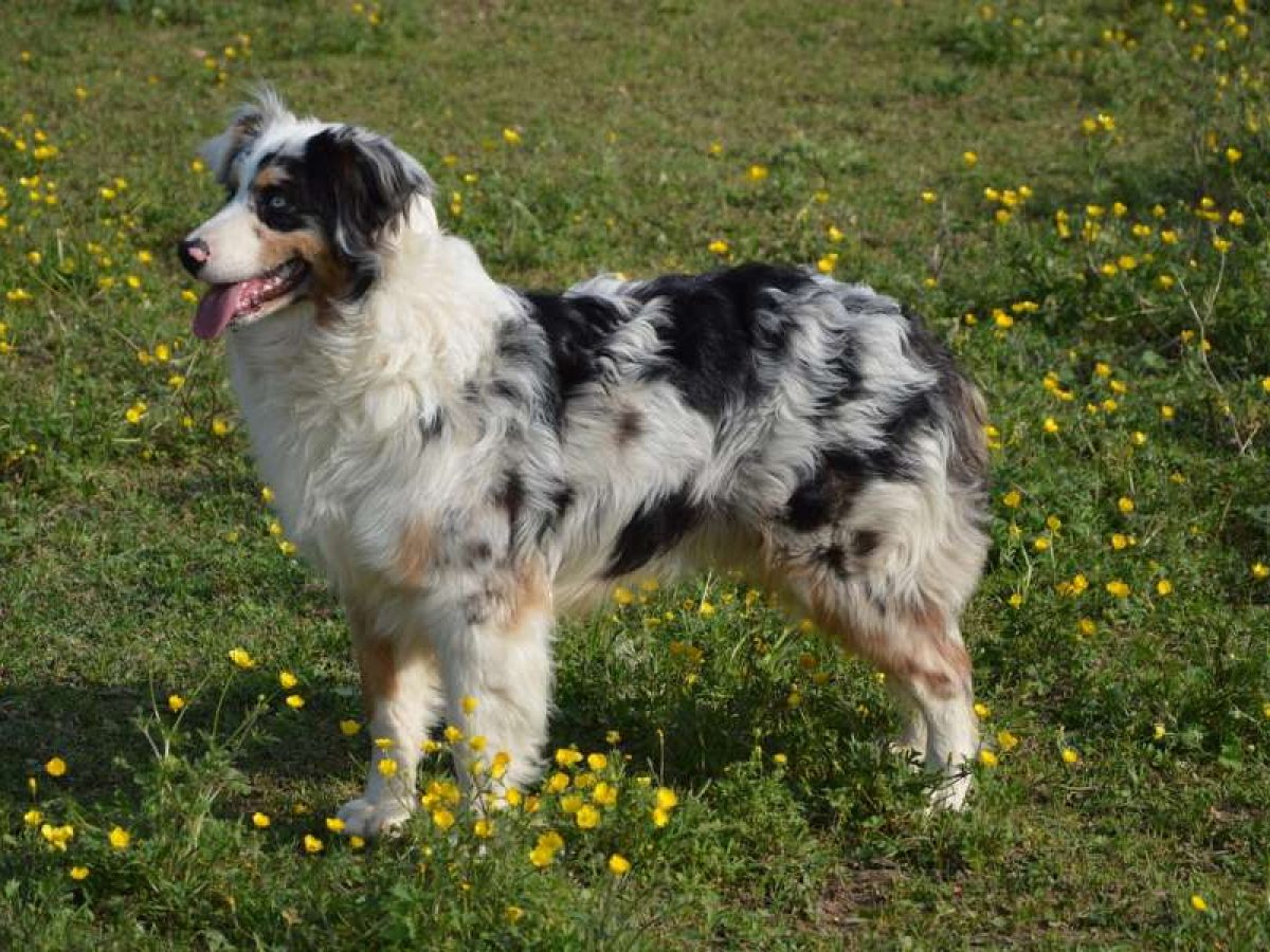 Pastor Australiano - Cão Nosso