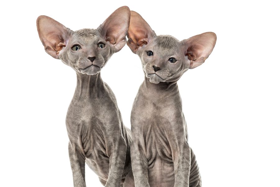 Gato-Peterbald