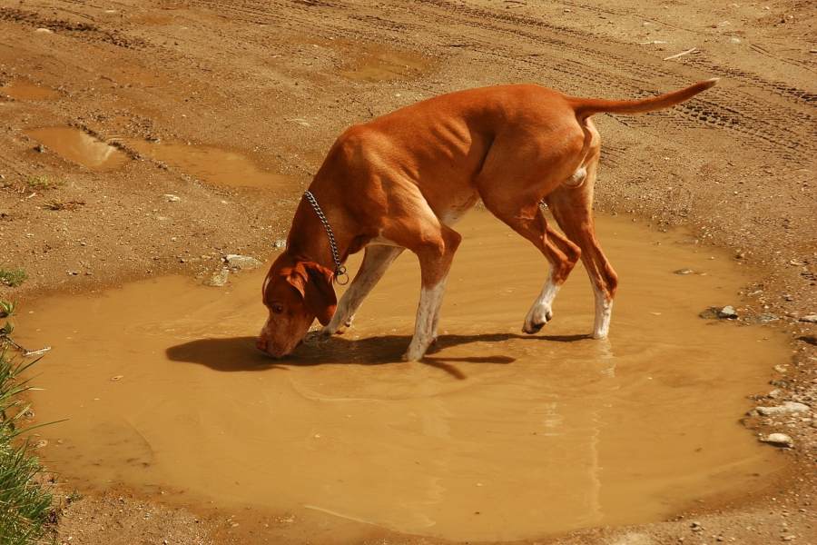 Giardia-em-cães