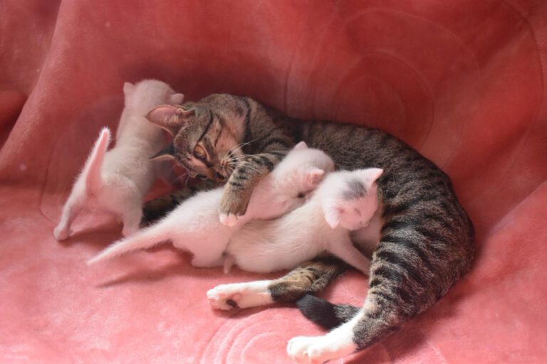 Desmame em gatos: quando deixam de mamar e como fazê‑lo da forma correta