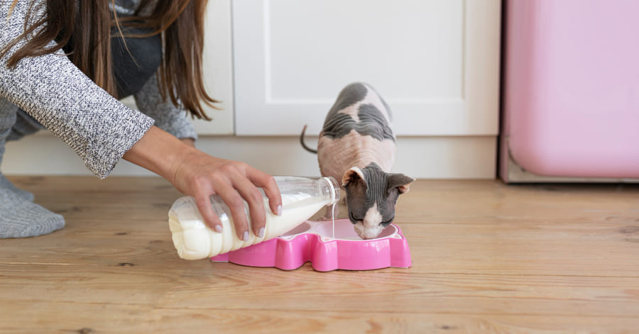 Alimentação do gatinho após o desmame