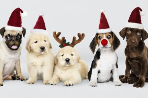 Melhores presentes de Natal para cães