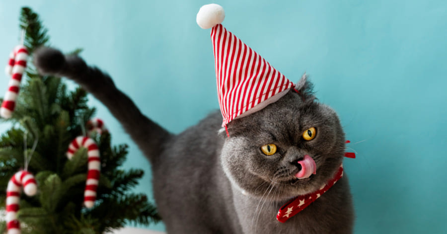 Como decorar uma casa no Natal com gatos