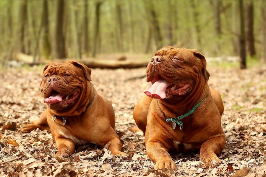 Dogue-de-Bordeaux